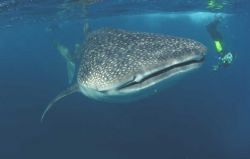 Whale shark and snorkeller, Seychelles.
Taken with a Nik... by David Stephens 